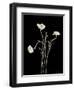 Botanical Elegance Poppies-Amy Melious-Framed Art Print