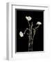 Botanical Elegance Poppies-Amy Melious-Framed Art Print