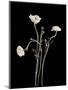 Botanical Elegance Poppies-Amy Melious-Mounted Art Print