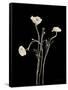 Botanical Elegance Poppies-Amy Melious-Framed Stretched Canvas