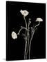 Botanical Elegance Poppies-Amy Melious-Stretched Canvas