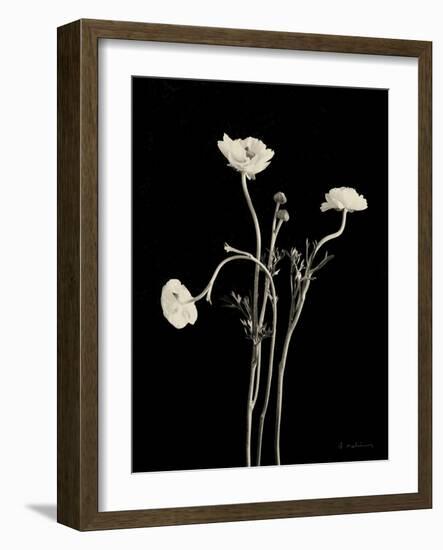 Botanical Elegance Poppies-Amy Melious-Framed Art Print