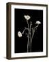 Botanical Elegance Poppies-Amy Melious-Framed Art Print