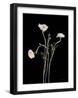 Botanical Elegance Poppies-Amy Melious-Framed Art Print