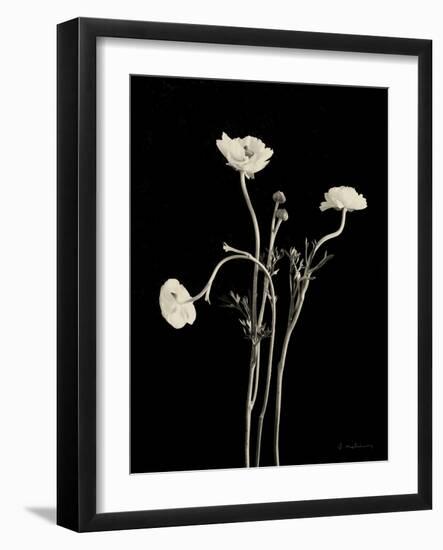 Botanical Elegance Poppies-Amy Melious-Framed Art Print