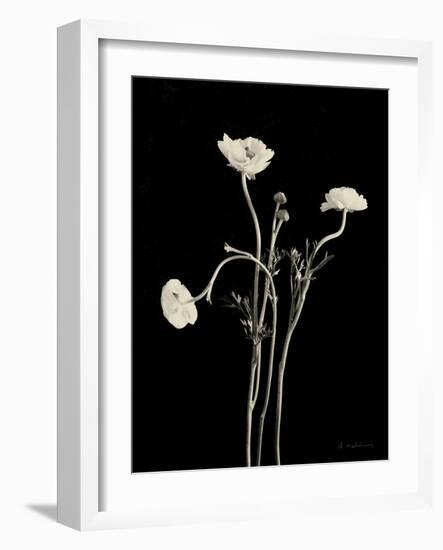 Botanical Elegance Poppies-Amy Melious-Framed Art Print