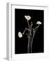 Botanical Elegance Poppies-Amy Melious-Framed Art Print