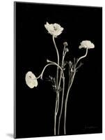 Botanical Elegance Poppies-Amy Melious-Mounted Art Print