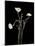 Botanical Elegance Poppies-Amy Melious-Mounted Art Print