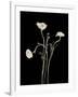 Botanical Elegance Poppies-Amy Melious-Framed Art Print