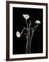 Botanical Elegance Poppies-Amy Melious-Framed Art Print