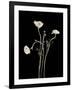 Botanical Elegance Poppies-Amy Melious-Framed Art Print