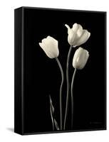 Botanical Elegance Tulips-Amy Melious-Framed Stretched Canvas