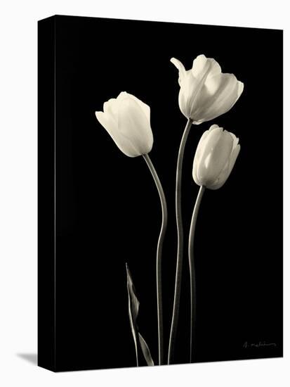 Botanical Elegance Tulips-Amy Melious-Stretched Canvas