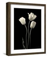 Botanical Elegance Tulips-Amy Melious-Framed Art Print