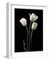 Botanical Elegance Tulips-Amy Melious-Framed Art Print