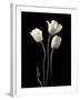 Botanical Elegance Tulips-Amy Melious-Framed Art Print