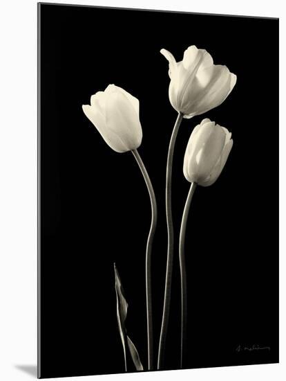 Botanical Elegance Tulips-Amy Melious-Mounted Art Print