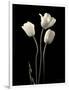 Botanical Elegance Tulips-Amy Melious-Framed Art Print