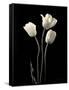 Botanical Elegance Tulips-Amy Melious-Framed Stretched Canvas