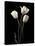 Botanical Elegance Tulips-Amy Melious-Stretched Canvas