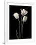 Botanical Elegance Tulips-Amy Melious-Framed Art Print