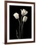 Botanical Elegance Tulips-Amy Melious-Framed Art Print