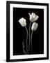 Botanical Elegance Tulips-Amy Melious-Framed Art Print