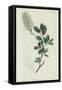 Botanical Engraving-Sydenham Teast Edwards-Framed Stretched Canvas