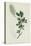 Botanical Engraving-Sydenham Teast Edwards-Stretched Canvas