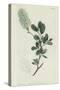 Botanical Engraving-Sydenham Teast Edwards-Stretched Canvas