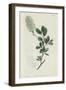 Botanical Engraving-Sydenham Teast Edwards-Framed Giclee Print