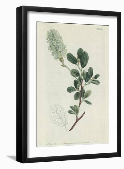 Botanical Engraving-Sydenham Teast Edwards-Framed Giclee Print