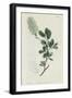 Botanical Engraving-Sydenham Teast Edwards-Framed Giclee Print