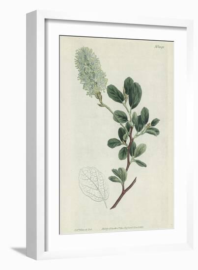 Botanical Engraving-Sydenham Teast Edwards-Framed Giclee Print