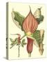 Botanical Fantasy I-null-Stretched Canvas