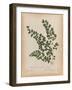 Botanical Fern III Mossy Green-Wild Apple Portfolio-Framed Art Print