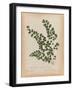 Botanical Fern III Mossy Green-Wild Apple Portfolio-Framed Art Print