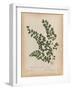 Botanical Fern III Mossy Green-Wild Apple Portfolio-Framed Art Print