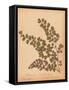 Botanical Fern III-Wild Apple Portfolio-Framed Stretched Canvas