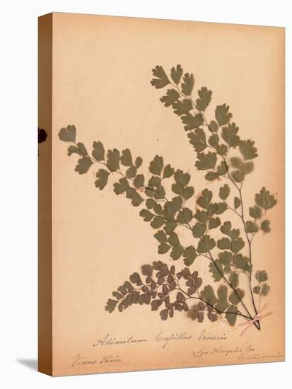 Botanical Fern III-Wild Apple Portfolio-Stretched Canvas