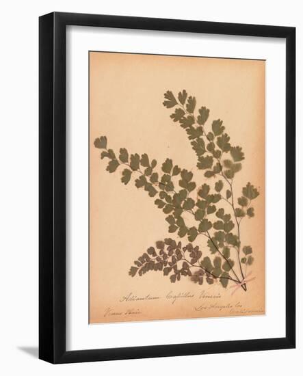 Botanical Fern III-Wild Apple Portfolio-Framed Art Print