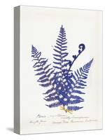 Botanical Fern IV Blue Light-Wild Apple Portfolio-Stretched Canvas