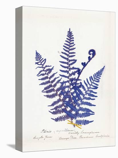 Botanical Fern IV Blue Light-Wild Apple Portfolio-Stretched Canvas
