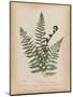 Botanical Fern IV Mossy Green-Wild Apple Portfolio-Mounted Art Print