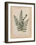 Botanical Fern IV Mossy Green-Wild Apple Portfolio-Framed Art Print