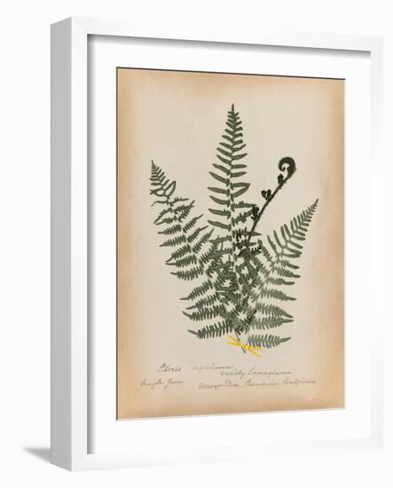 Botanical Fern IV Mossy Green-Wild Apple Portfolio-Framed Art Print