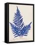 Botanical Fern XI Blue-Wild Apple Portfolio-Framed Stretched Canvas