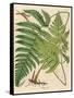 Botanical Ferns I-N. Harbick-Framed Stretched Canvas