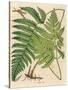 Botanical Ferns I-N. Harbick-Stretched Canvas